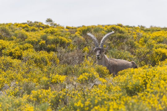 Sierra de Gredos